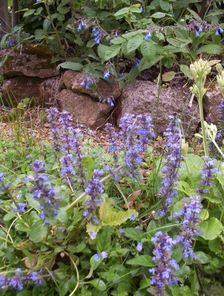 Fichier:Bugle rampant bleu-1.jpg