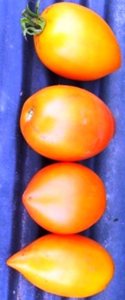 Fichier:Burning spear-1.jpg