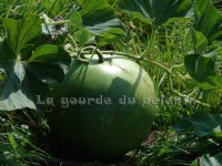 Bushel gourd.jpg