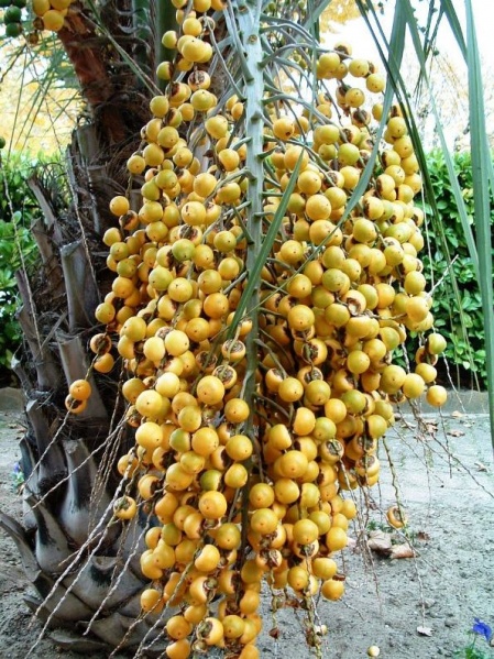 Fichier:Butia capitata-1.jpg