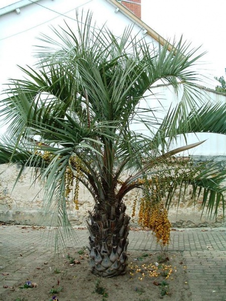 Fichier:Butia capitata.jpg