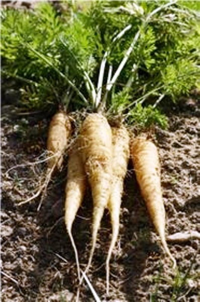 Fichier:CAROTTE jaune du doubs-1.jpg