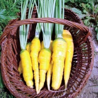 CAROTTE jaune du doubs-2.jpg