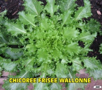 CHICOREE FRISEE wallone.jpg