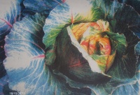 CHOU CABUS de saint-saëns.jpg