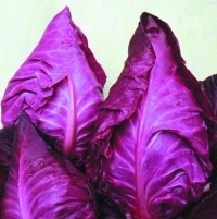 CHOU CABUS kalibos-1.jpg