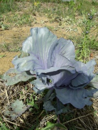 CHOU CABUS rouge rodynda.jpg