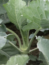 CHOU RAVE superschmelz.jpg