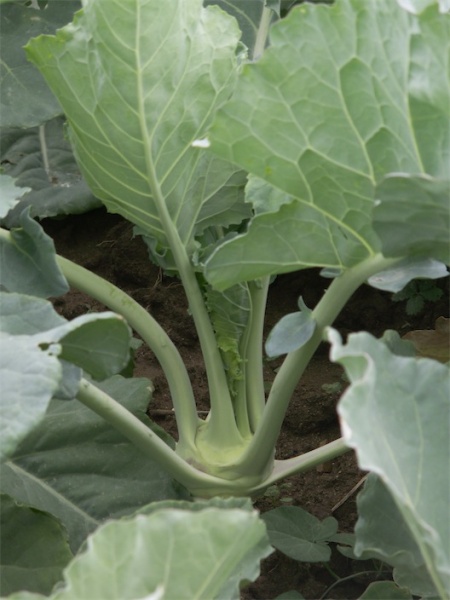 Fichier:CHOU RAVE superschmelz.jpg