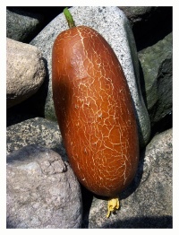 CONCOMBRE poona kheera-1.jpg