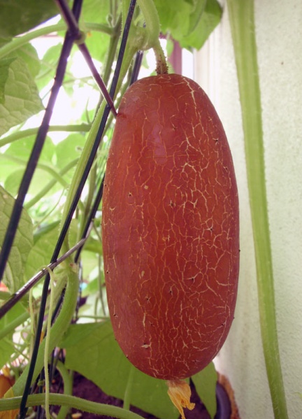 Fichier:CONCOMBRE poona kheera.jpg