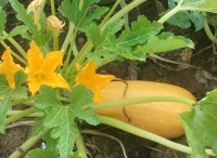 COURGETTE verte petite d alger-1.jpg