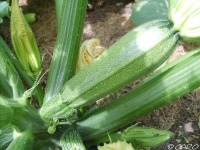 COURGETTE verte petite d alger.jpg