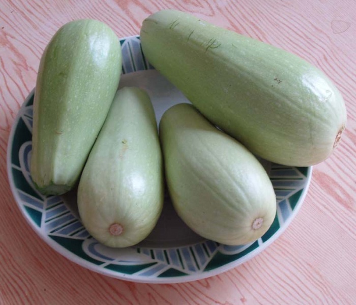Fichier:COURGETTE white volontee-1.jpg