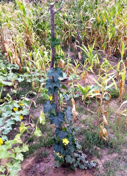 Fichier:COURGE éponge-1.jpg