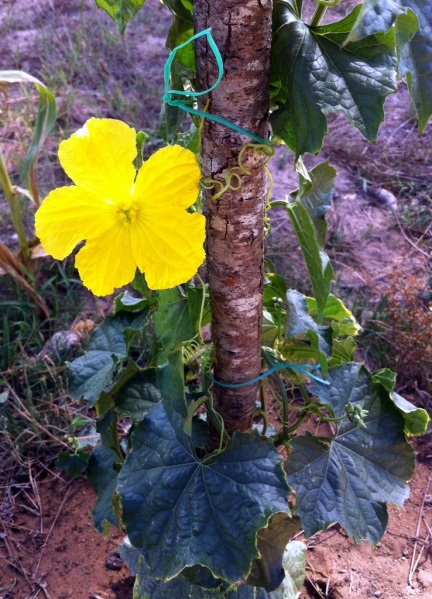 Fichier:COURGE éponge-2.jpg