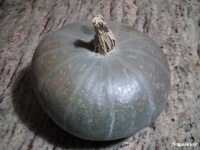 COURGE DHIVER AMBAR.jpg