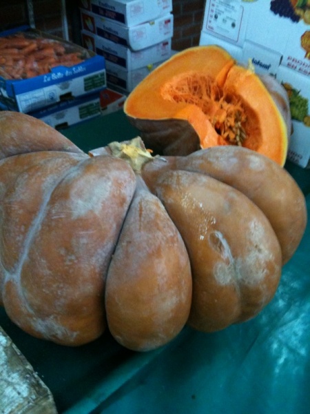 Fichier:COURGE MUSQUEE de provence.jpg