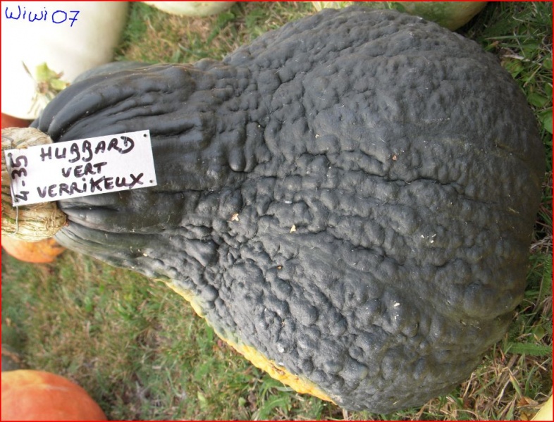 Fichier:COURGE MUSQUEE hubbard vert verruqueux.jpg
