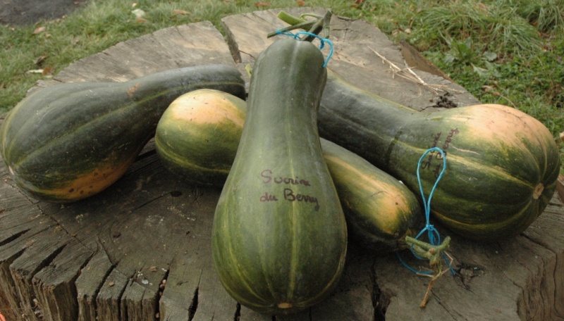 Fichier:COURGE MUSQUEE sucrine du berry-1.jpg