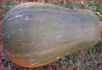 COURGE MUSQUEE sucrine du berry.jpg