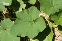 COURGE bonnet turc-1.jpg