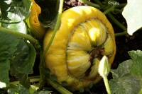 COURGE bonnet turc-2.jpg