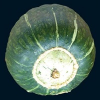 COURGE buttercup-1.jpg