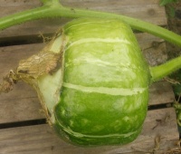 COURGE buttercup burgess-1.jpg