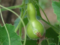 COURGE calebasse mini bouteille.jpg
