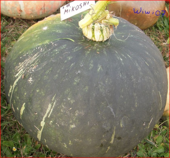 Fichier:COURGE mikoshi.jpg