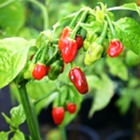 Cabeza de lagarto-1.jpg