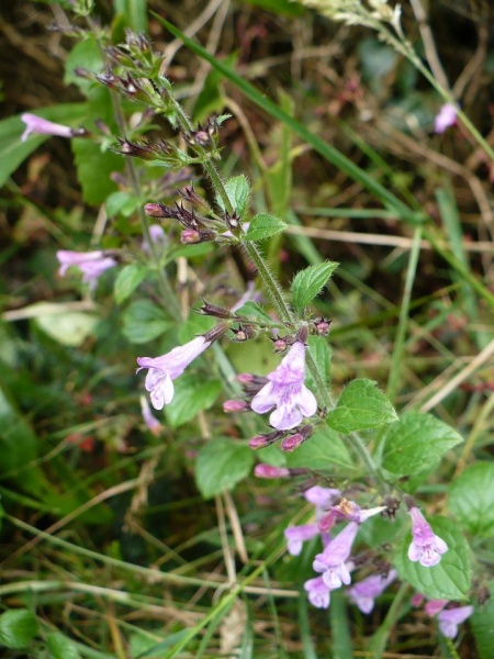 Fichier:Calamenthe Sylvatica.jpg