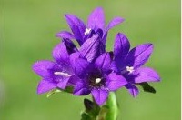 Campanule agglomérée.jpg