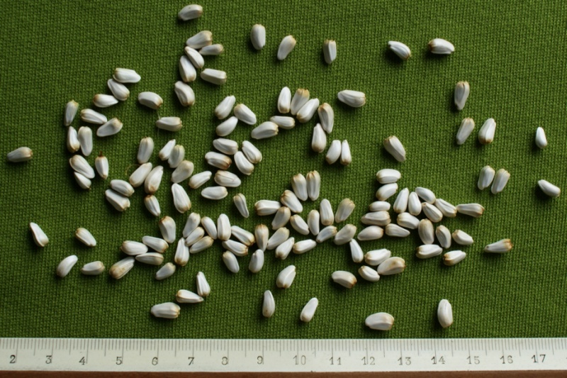 Fichier:Carthame des teinturiers-1.jpg