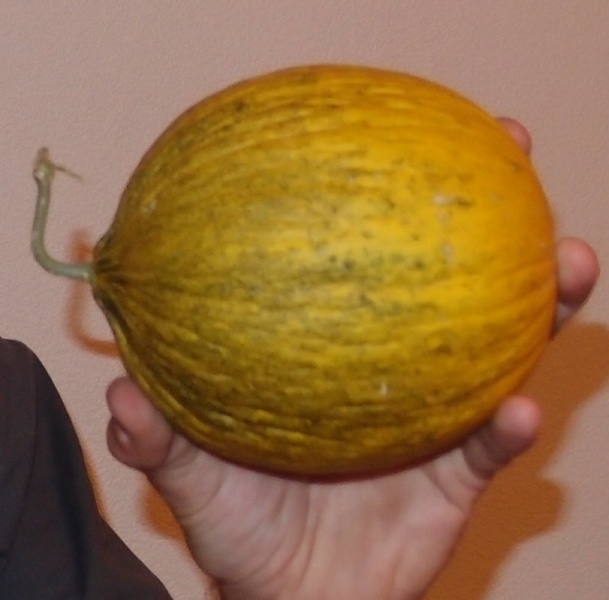 Fichier:Casaba Golden beauty.jpg