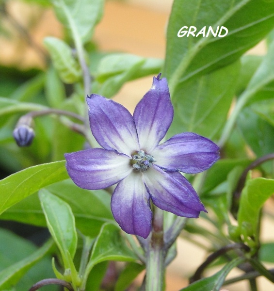 Fichier:Cayenne Purple-1.jpg