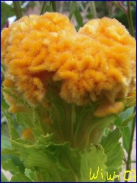 Celosia cristata-1.jpg