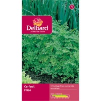 Cerfeuil frisé-1.jpg