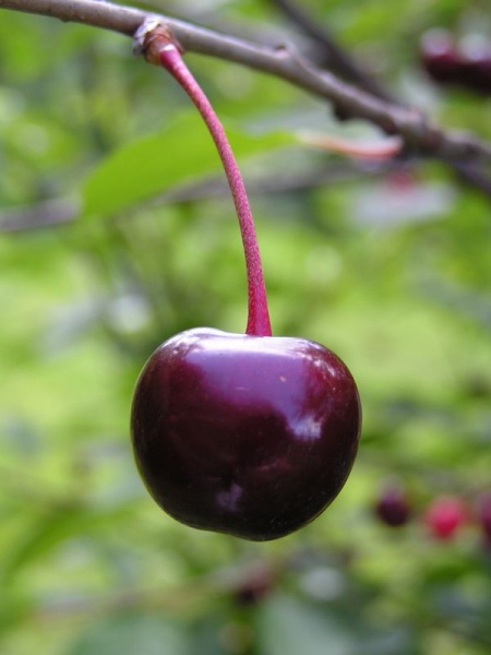 Fichier:Cerise aigre-1.jpg