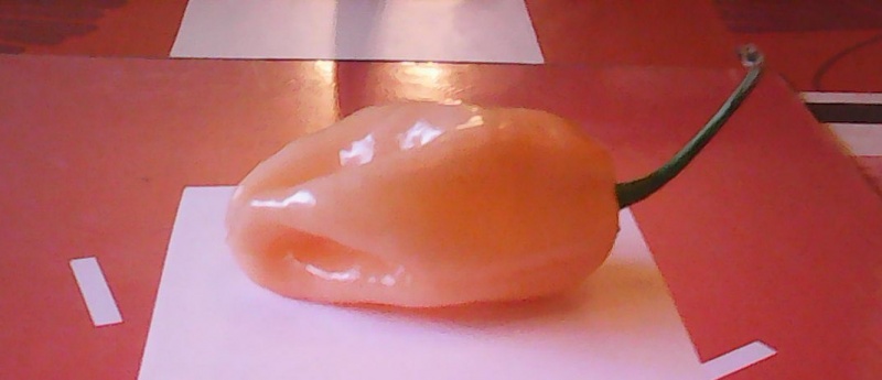 Fichier:Cheiro do norte-1.jpg