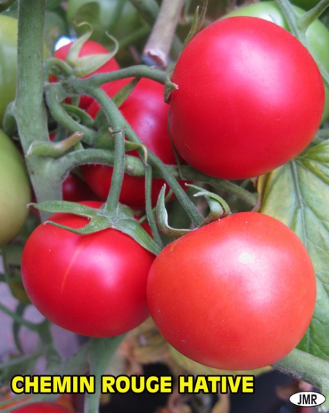 Fichier:Chemin Rouge Hâtive.jpg