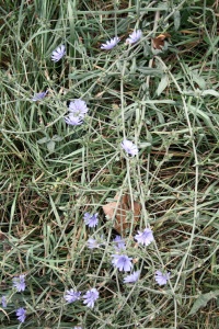 Chicoree sauvage-1.jpg