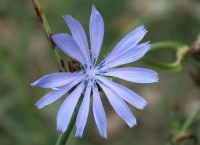 Chicoree sauvage.jpg