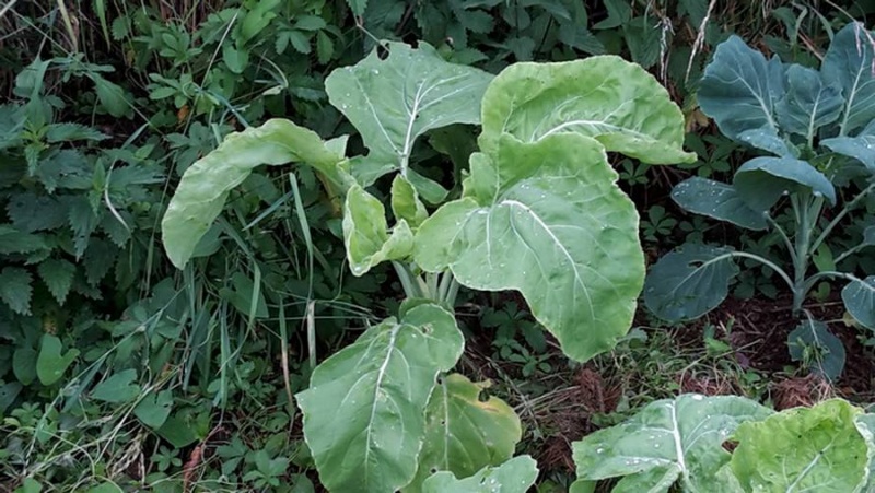 Fichier:Chou de Galice.jpg