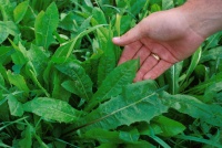 Cichorium intybus Dandelion vert green rib.jpg