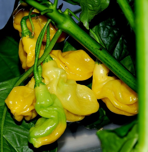 Fichier:Cili goronong.jpg