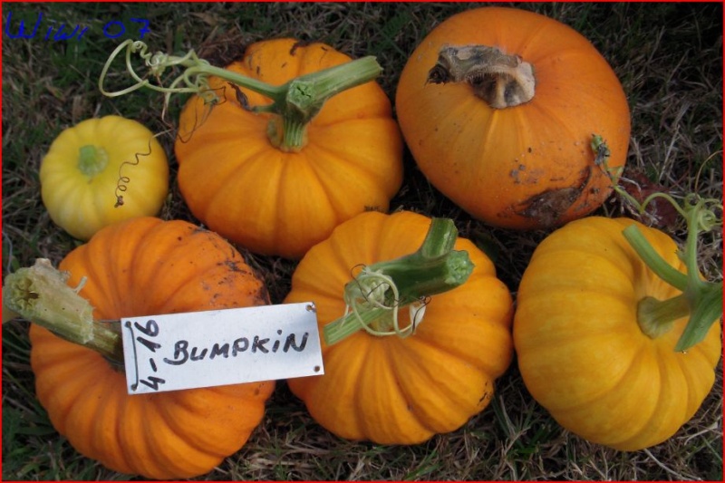 Fichier:Citrouille Bumpkin.jpg