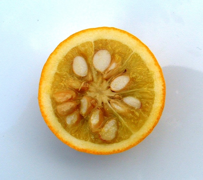 Fichier:Citrus trifoliata-2.jpg