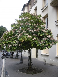 Clerodendron trichotomum.jpg